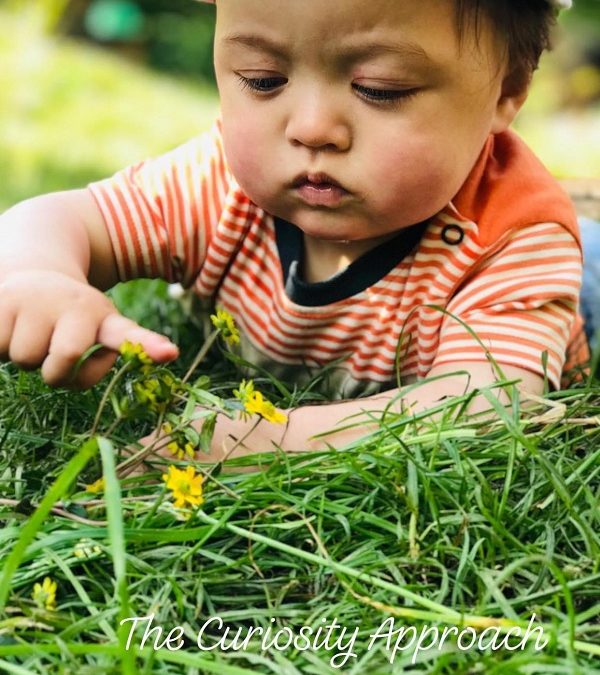 Infant touches dandelion
